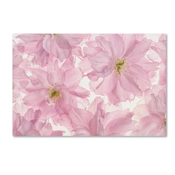 Trademark Fine Art &Pink Cherry Blossom& Canvas Art by Cora Niele - Size: 16 x 24