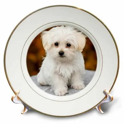 Maltese. Cute Little Puppy Porcelain Decorative Plate East Urban Home