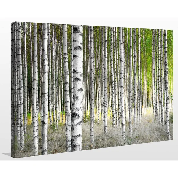 Picture Perfect International Birch Trees 1x22 Giclee Print Canvas Wall Art - 24 Inches x 36 Inches x 1.5 Inches