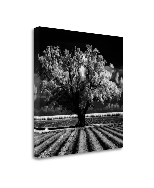25x22 x 25x22 Daydream by Mike Jones Fine Art Giclee Print