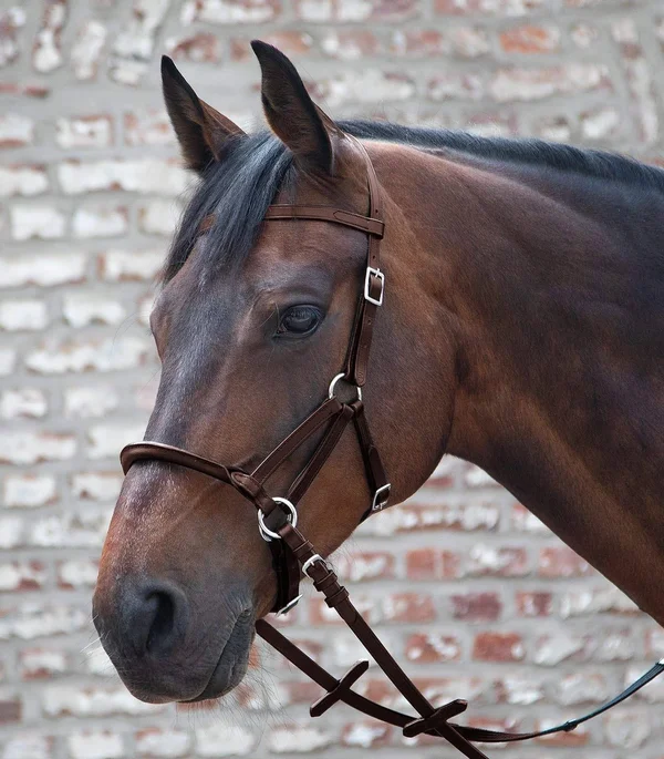 Waldhausen Dover Saddlery Linda Tellington-Jones Lindell Bitless Bridle, Horse-F/S