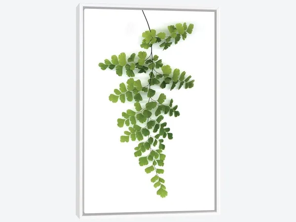 Framed Canvas Art (White Floating Frame) - Green Maidenhair by Lexie Greer ( Seasons > Spring art)