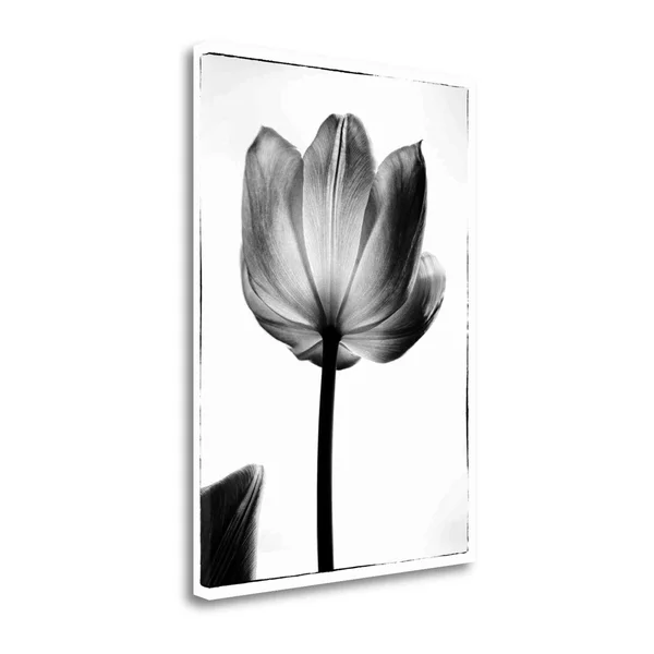 Tangletown Fine Art 'Translucent Tulips I' by Debra Van Swearingen Photographic Print on Wrapped Canvas