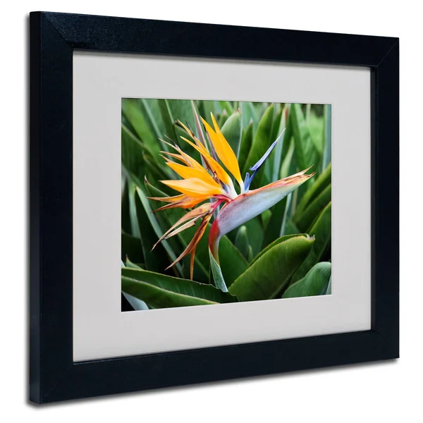 Trademark Fine Art Bird of Paradise Matted Framed Art by Pierre Leclerc - Size: 16 x 20