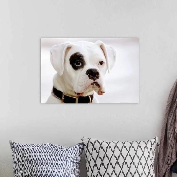 White Boxer Dog - Canvas Wall Art, 24x16, Great Big Canvas