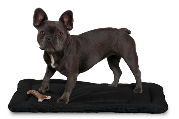 Tough Crate Pad - K9 Ballistics, Chew Resistant and More, Black, Small (29x22x18x22)