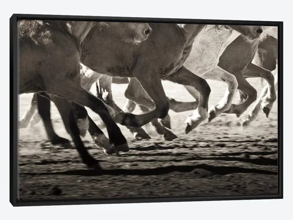 Framed Canvas Art - Off to The Races by Lisa Cueman ( Animal Art > Farm Animals > Horses art)