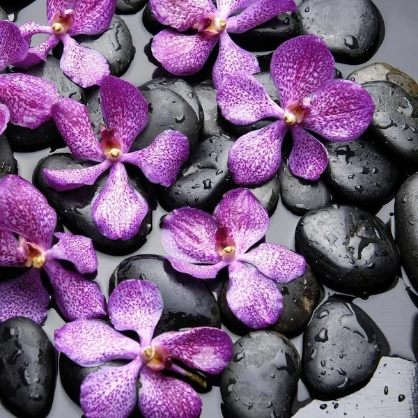 Easy Art Prints PhotoINC Studio's 'Zen Pebbles' Premium Canvas Art - 36 x 36 - Modern Black Frame