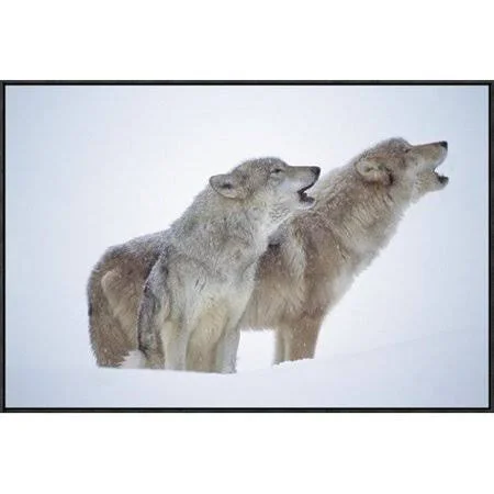 Global Gallery Timber Wolves Close-up Portrait of Pair Howling in Snow - North America by Tim Fitzharris Framed Photographic Prin