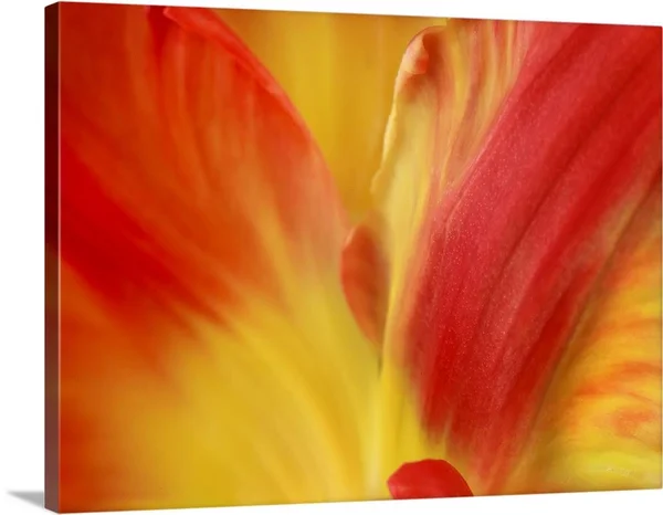 Tulipa, Canvas Wall Art, 40x30, Great Big Canvas