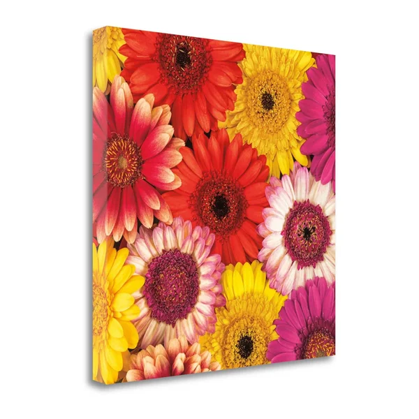 24x22 x 24x22 Splash of Color II by Assaf Frank Fine Art Giclee Print
