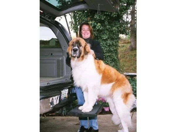 Otto Step Plus, Size: 16L x 2H x 18W