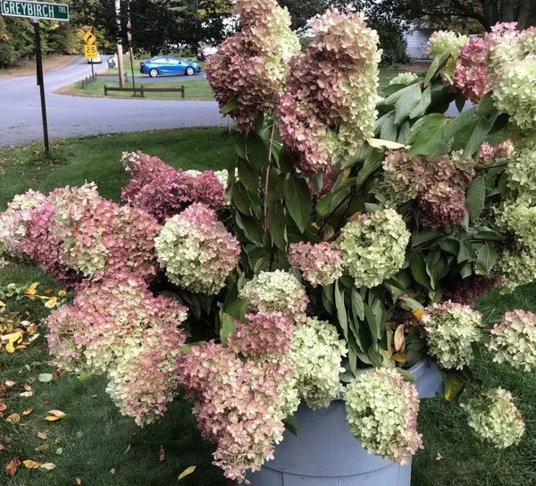 Dried Hydrangea Flowers