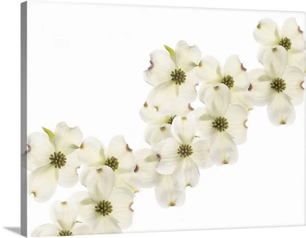Dogwood Beauty - Canvas Wall Art, 40x30, Great Big Canvas