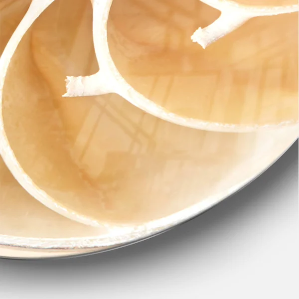 Designart 'Brown Nautilus Shell Pattern ' Modern Wall Clock - Size: 38 inch x 38 inch