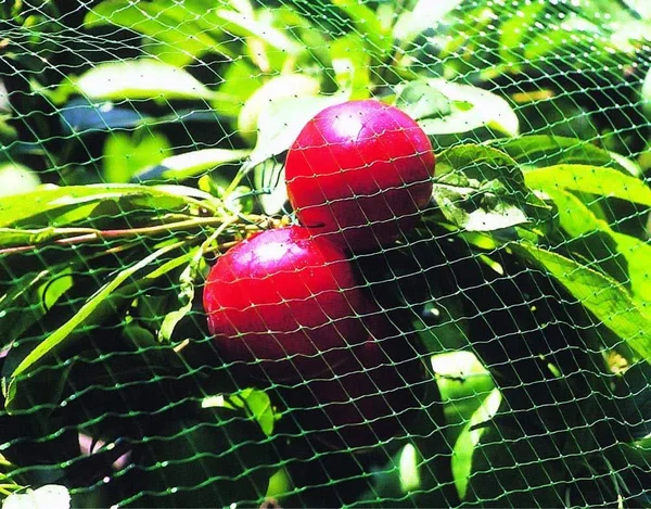 Tenax 13 ft. x 820 ft. Green Ornex SM Bird Net