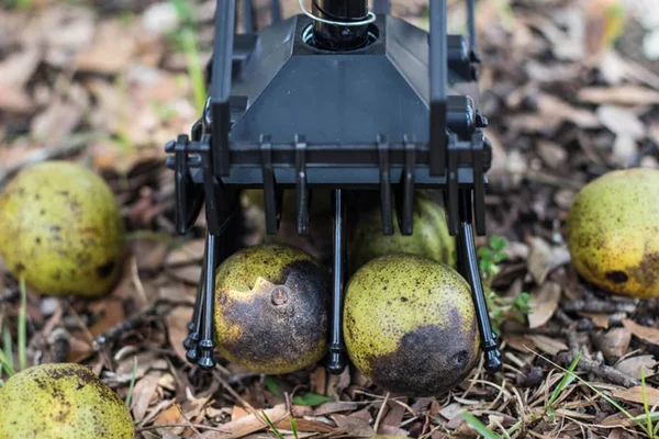 Stab-A-Nut Black Walnut Harvester